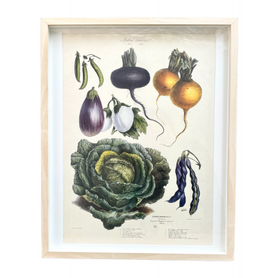 Grafika botaniczna - ikonografia warzyw ,,Les Plantes potageres" karta 21 z kolekcji Villmorin, Francja II pol. XIX w.